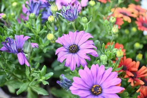 Super-cluster of rows of flowers of all hues and colors . Stock Photos