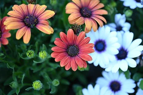 Super-cluster of rows of flowers of all hues and colors . Stock Photos