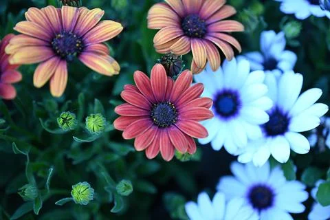 Super-cluster of rows of flowers of all hues and colors . Stock Photos