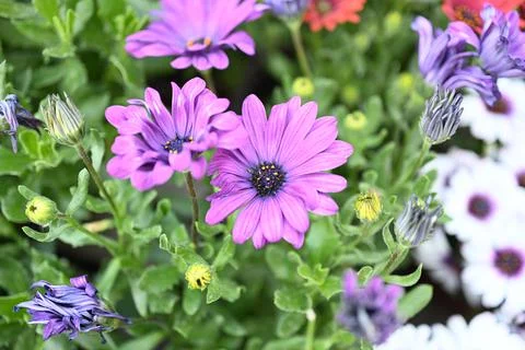 Super-cluster of rows of flowers of all hues and colors . Stock Photos
