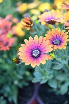 Super-cluster of rows of flowers of all hues and colors . Stock Photos