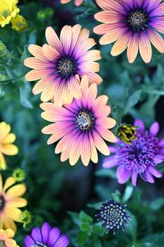 Super-cluster of rows of flowers of all hues and colors . Stock Photos