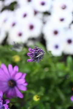 Super-cluster of rows of flowers of all hues and colors . Stock Photos