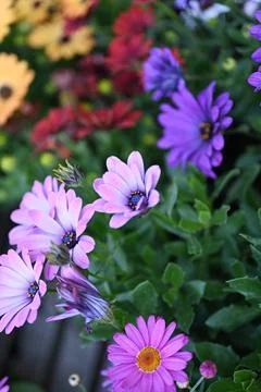 Super-cluster of rows of flowers of all hues and colors . 写真素材