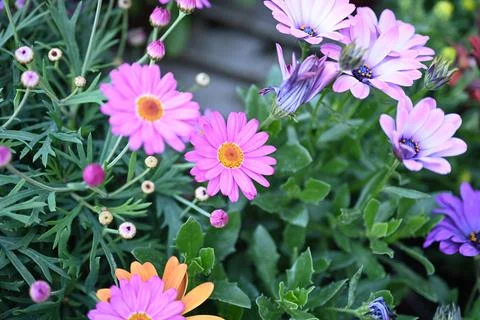 Super-cluster of rows of flowers of all hues and colors . Stock Photos