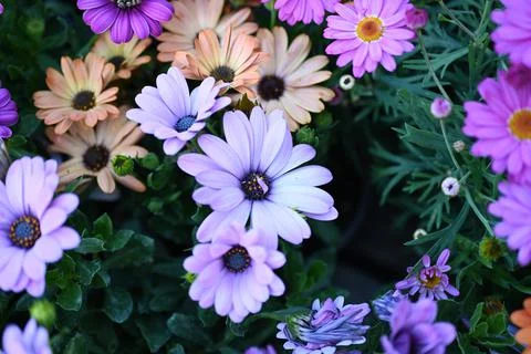 Super-cluster of rows of flowers of all hues and colors . Stock Photos