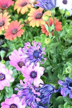 Super-cluster of rows of flowers of all hues and colors . Stock Photos