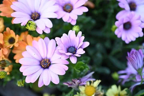 Super-cluster of rows of flowers of all hues and colors . Stock Photos
