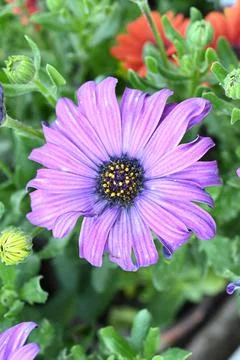 Super-cluster of rows of flowers of all hues and colors . Stock Photos