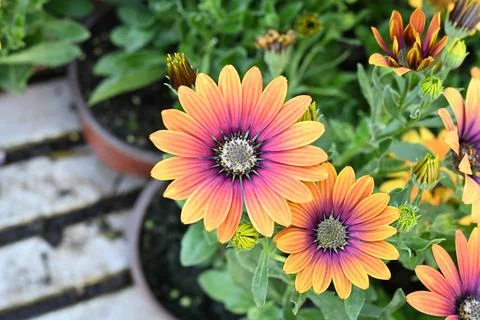 Super-cluster of rows of flowers of all hues and colors . Stock Photos