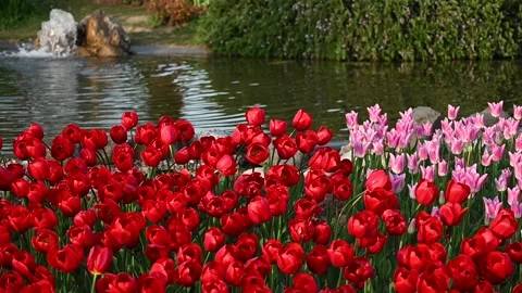 Super-cluster of rows of tulips of all hues and colors . These amazing summer bl Stock Footage 194692213
