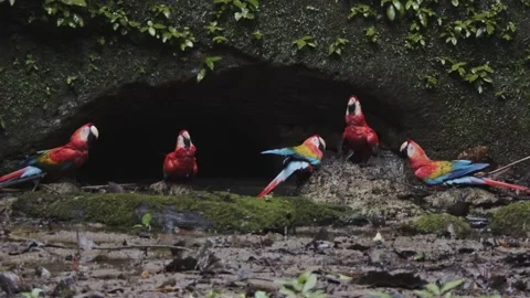 Super colorful parrots in amazon rainforest sitting on the ground around Stock Footage 283065732