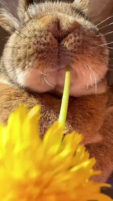 Super Cute Bunny Munching on a Bright Yellow Dandelion Stock Footage 343115024