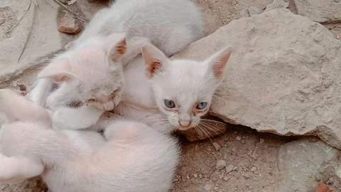 Super Cute Fluffy Kittens Gathering Together and Forming an Adorable Group Stock Footage 341451422