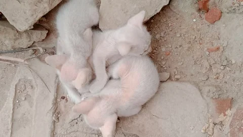 Super Cute Little Fluffy Kittens Resting Peacefully and Sleeping Together Cozy Stock Footage 341451387