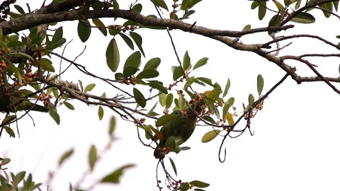 Super cute Red-lored amazon parrots eating from really thin branches Video stock 139101457