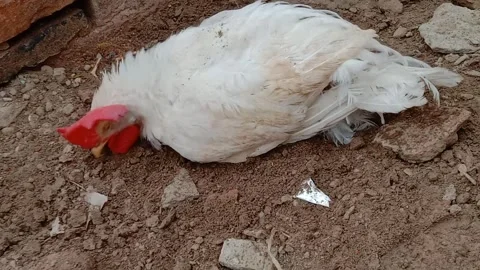 Super Cute Rooster Having Fun and Enjoying Himself Playing Happily in the Mud Stock Footage 341451428