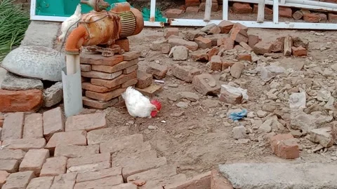 Super Cute Rooster Sitting Peacefully in the Mud Directly in Front of Camera Stock Footage 341451388