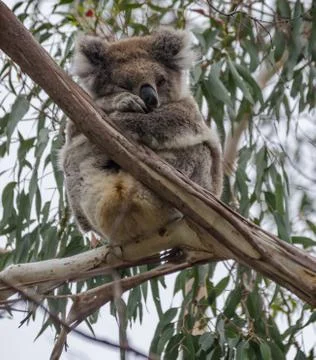 Super cute sleeping koala in tree huging itself Stock Photos