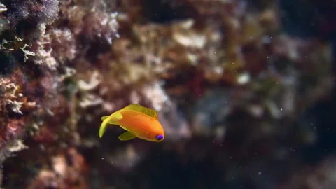 Super cute tiny orange reef fish with purple eyes swimming against current. 스톡 동영상 242523080