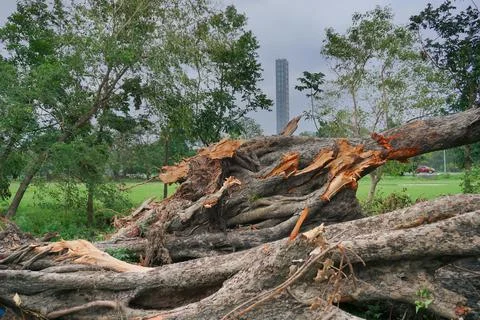 Super cyclone Amphan caused devastation, West Bengal, India Fotos de archivo
