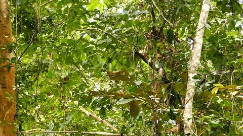 Super dense Panama rainforest with monkey walking across Stock Footage 123617455