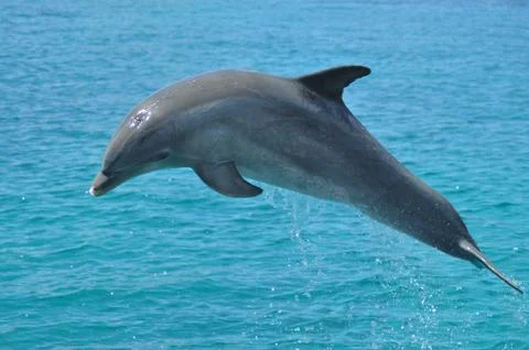Super Dolphin! Stock Photos