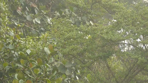 Super fast moving endemic native bird of Costa Rica cloud forest Stock-Footage 126811193