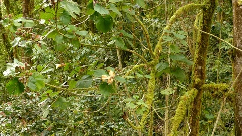 Super fasta moving endemic bird collared redstart in Costa Rica Stock Footage 126808464