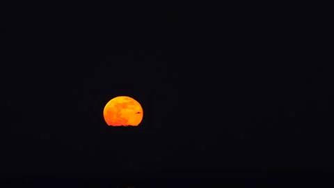 Super Flower Moon Rising Over Trees Stock Footage 201545979