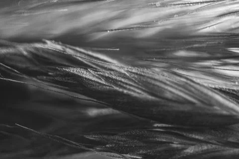 A super macro black and white photograph of a mix of grass and flowers creati Stock Photos