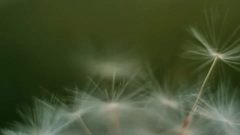 Super macro close-up of dandelion fluff. Abstract dandelion seeds background. Stock Footage 241917246