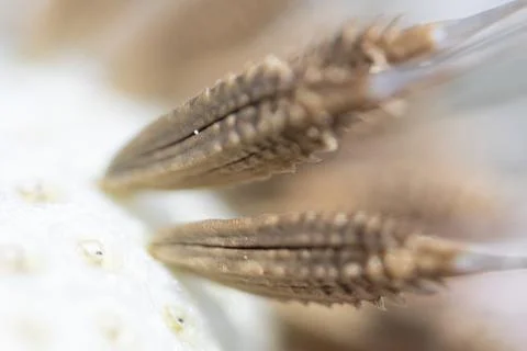 Super macro close-up of dandelion fluff. Stock Photos
