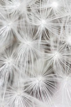 Super macro close-up of dandelion fluff. Abstract dandelion seeds background. Stock Photos