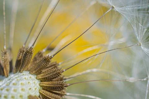 Super macro close-up of dandelion fluff. Foto stock