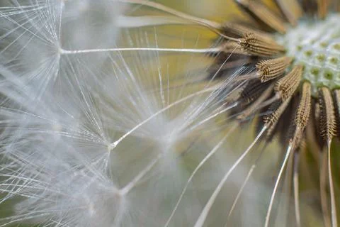 Super macro close-up of dandelion fluff. Stock Photos