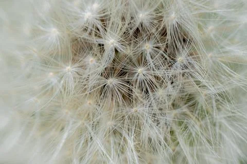 Super macro close-up of dandelion fluff. Macro shot of detailed dandelion Stock Photos