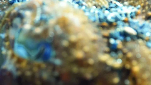 Super Macro of Cuttlefish from Tentacles to Eyes on Sandy Bottom Stock Footage 332658613