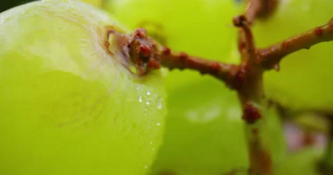 Super macro of green grapes being washed. Stock Footage 137883467
