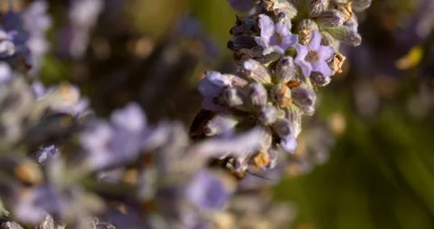 Super macro of honey bee feeding and flying away in slow motion Stock Footage 113147798