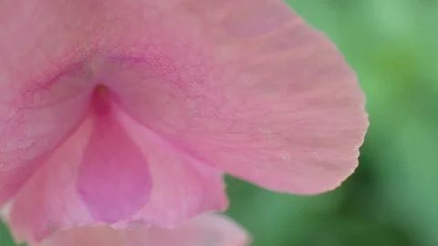 Super macro of a pink flower waving in the sun Stock Footage 115449295