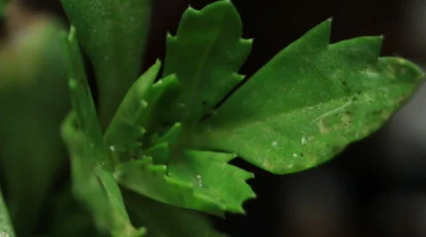 SUPER MACRO of PLANT LEAF OVER TIME Vídeos de archivo 52592333