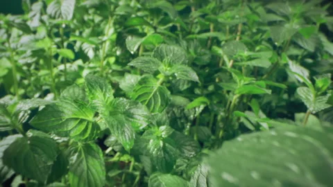 Super macro of a plant of mint bathed by drops of water. Healthcare, nature Stock Footage 143448924