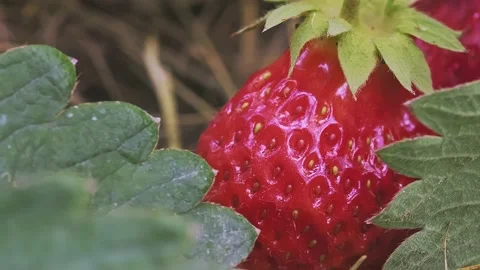 Super macro of red and ripe strawberry fruit with a leaf Stock Footage 199688302