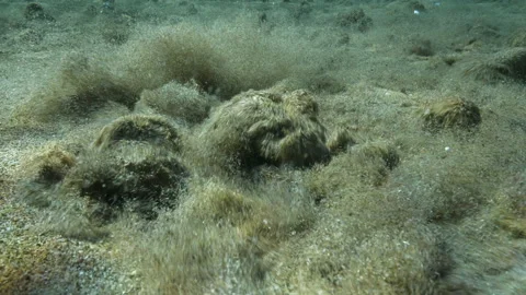 Super macro shot of bubbling sandy bottom, Detail, Spring Pond, S.Giorgio a Liri Vídeos de archivo 227014733