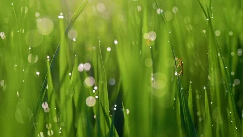 Super macro shot of green grass with dewdrops and insects. Morning nature shot Video stock 261652352
