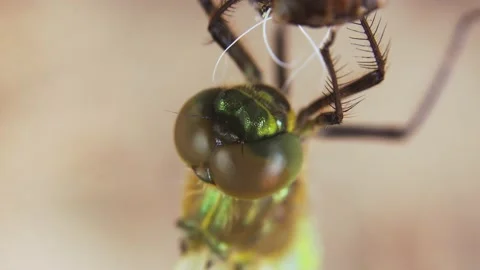 Super macro shot of newborn dragonfly 4K Stock Footage 133945599