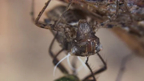 Super macro shot of newborn dragonfly sitting on his own larva 4K Stock Footage 133945641