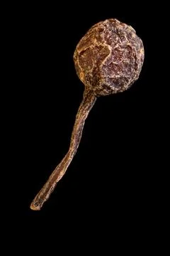 Super macro shot of one pea bourbon pepper with a tail Photos