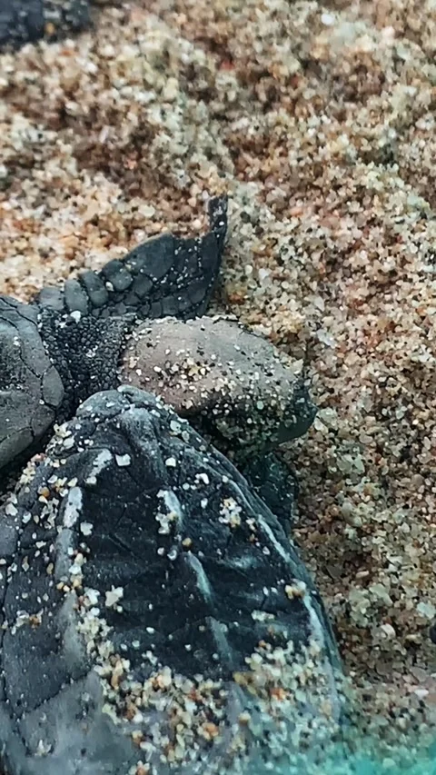 Super Macro Shot of a Sea Turtle Hatchling, Todos Santos, Mexico Stock Footage 345342484